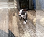 Small #9 Boston Terrier