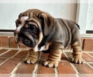 English Bulldog Puppy for sale in DALEVILLE, AL, USA