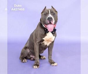Mutt Dogs for adoption in Conroe, TX, USA
