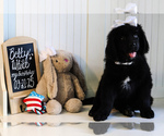 Puppy 4 Newfoundland