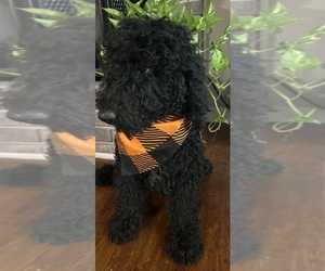 Poodle (Standard) Puppy for sale in WRAY, GA, USA