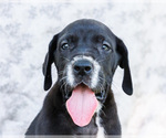 Small #12 Great Dane