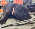 Small #7 Labrador Retriever