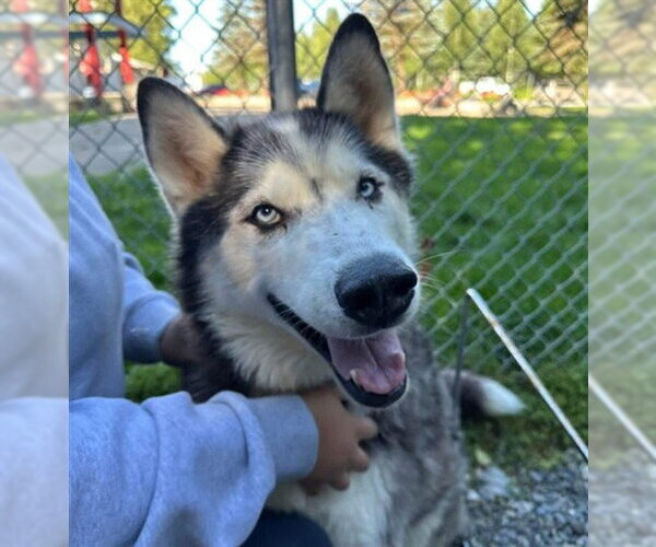 Medium Photo #1 Siberian Husky-Unknown Mix Puppy For Sale in Anchorage, AK, USA