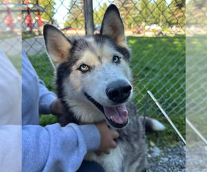 Siberian Husky-Unknown Mix Dogs for adoption in Anchorage, AK, USA