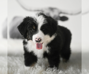 Miniature Australian Shepherd Puppy for Sale in GENOLA, Utah USA