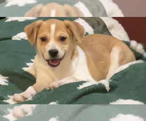 Jack Russell Terrier-Miniature Australian Shepherd Mix Puppy for sale in HILLSBORO, WI, USA