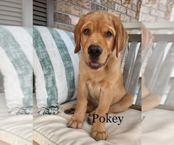 Medium Photo #2 Golden Labrador Puppy For Sale in PACE, FL, USA