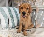 Small Photo #2 Golden Labrador Puppy For Sale in PACE, FL, USA