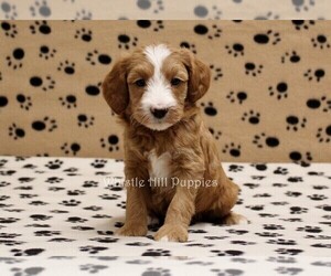 Miniature Bernedoodle Puppy for sale in DENVER, PA, USA