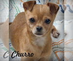 Small Chihuahua