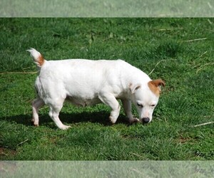 Mother of the Jack Russell Terrier puppies born on 06/22/2021
