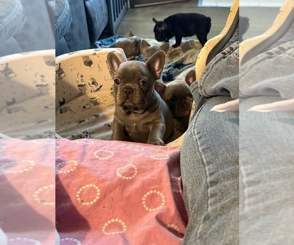 Medium Photo #2 French Bulldog Puppy For Sale in BIG RAPIDS, MI, USA