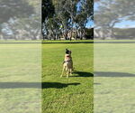 Small #2 German Shepherd Dog Mix