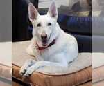 Small #2 German Shepherd Dog