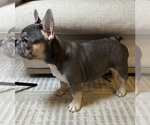 Small #1 French Bulldog