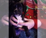 Puppy Pudding Chihuahua-Puggle Mix