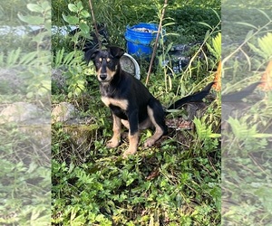 Yorkshire Terrier Puppy for sale in AMSTERDAM, NY, USA