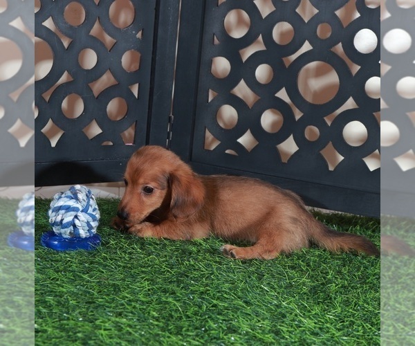 Medium Photo #4 Dachshund Puppy For Sale in MOUNT VERNON, OH, USA