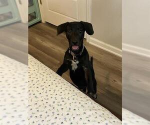 Labrador Retriever-Unknown Mix Dogs for adoption in San Antonio, TX, USA
