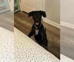 Small Labrador Retriever Mix