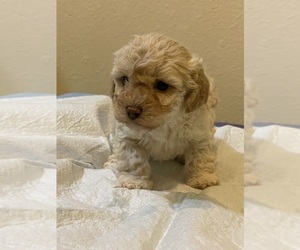 Poodle (Toy) Puppy for sale in HOUSTON, TX, USA