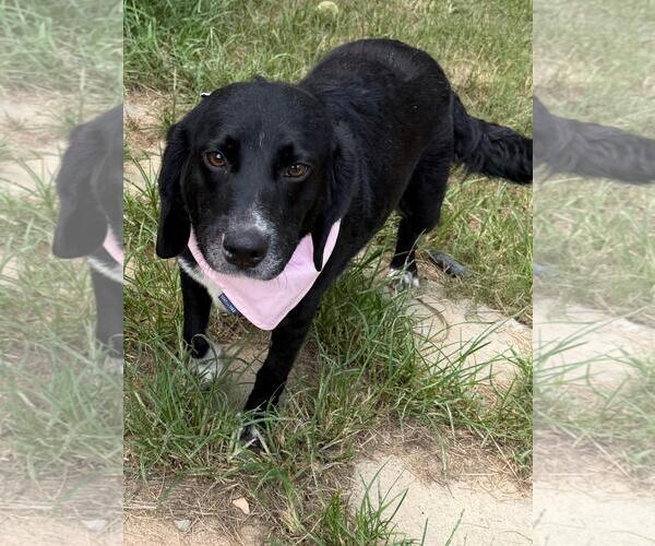 Medium Photo #2 Bagle Hound Puppy For Sale in Wetumpka, AL, USA