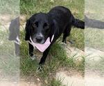 Small #1 Bagle Hound