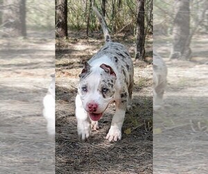 American Bully Puppy for sale in MOUNTAIN VIEW, OK, USA