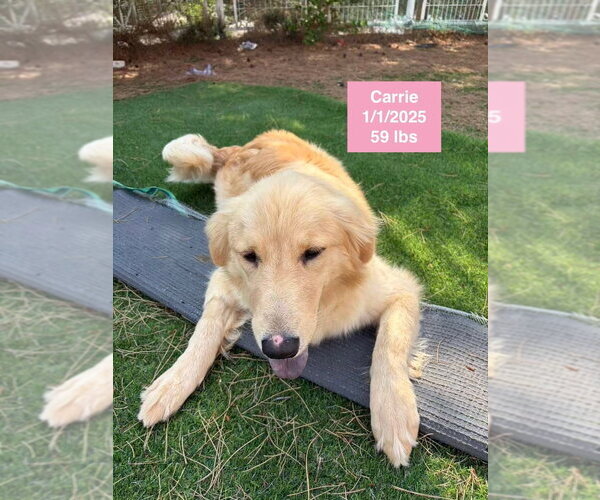 Medium Photo #7 Golden Retriever Puppy For Sale in West Hollywood, CA, USA