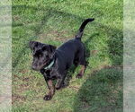 Small #2 Labrador Retriever Mix