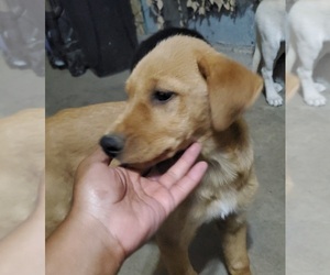 Labrador Retriever-Newfoundland Mix Puppy for sale in CO SPGS, CO, USA