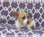 Small French Bulldog-Jack Russell Terrier Mix
