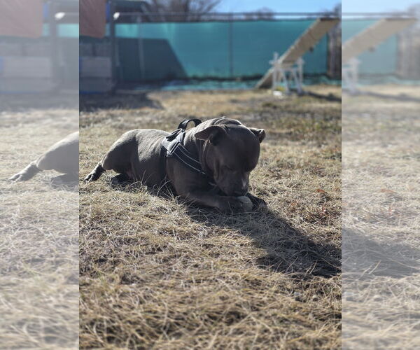 Medium Photo #3 Mutt Puppy For Sale in Monte Vista, CO, USA