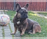 Small Photo #1 French Bulldog Puppy For Sale in NEW YORK, NY, USA