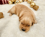 Small #2 Golden Retriever