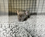 Small Photo #10 French Bulldog Puppy For Sale in WACO, TX, USA