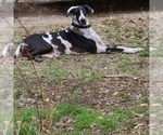 Small Photo #1 Great Dane Puppy For Sale in LEANDER, TX, USA