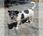 Small Mutt
