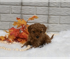 Cavapoo Puppy for sale in HOLMESVILLE, OH, USA