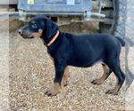 Small #5 Doberman Pinscher