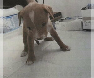 Greta - Female Mutt Dog for Adoption - Photo #3