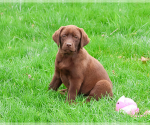 Labrador Retriever Puppy for sale in SYRACUSE, IN, USA