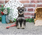 Small #14 Schnauzer (Miniature)