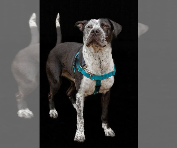 Medium Photo #11 Pointer-Unknown Mix Puppy For Sale in Minneapolis, MN, USA