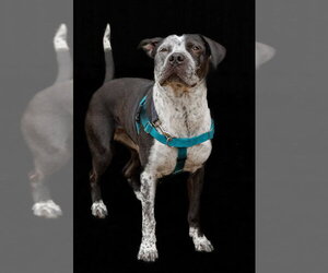 Cosma - Female Pointer-Unknown Mix Dog for Adoption - Photo #11