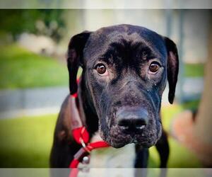 American Pit Bull Terrier Dogs for adoption in Orlando, FL, USA