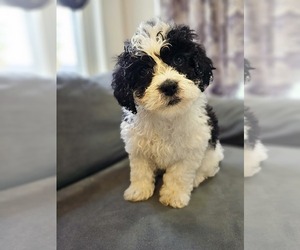 Cockapoo-Shih-Poo Mix Puppy for sale in LOWELL, MA, USA