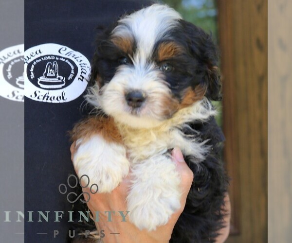 Medium Photo #4 Bernedoodle (Miniature) Puppy For Sale in NARVON, PA, USA
