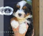 Small #3 Bernedoodle (Miniature)